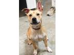 Adopt Buster a Tan/Yellow/Fawn Mountain Cur / Mixed dog in Bowling Green