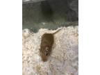 Adopt Sven a Brown or Chocolate Gerbil / Mixed small animal in Chicago
