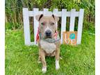 Adopt Wally a Gray/Blue/Silver/Salt & Pepper Mixed Breed (Large) / Mixed dog in
