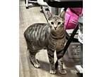 Adopt Willy Goonieland a Brown Tabby Domestic Shorthair / Mixed (short coat) cat