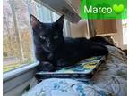 Adopt Marco a All Black Domestic Shorthair / Mixed (short coat) cat in