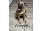 Adopt Sharpey meet 9/15 a Tan/Yellow/Fawn - with Black Belgian Shepherd / Mixed