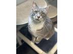 Adopt Drew a Gray or Blue Domestic Shorthair / Domestic Shorthair / Mixed cat in