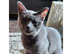 Adopt Popeye a Gray or Blue Domestic Shorthair / Mixed cat in Shawnee