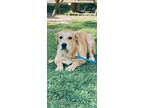 Adopt Benny a Retriever (Unknown Type) / Mixed dog in Calverton, NY (39069769)