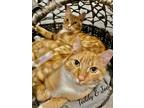 Adopt Teddy & Joe a Orange or Red (Mostly) Domestic Shorthair / Mixed (short