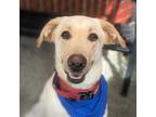 Adopt Banana a Labrador Retriever / Mixed dog in Troutdale, OR (39070160)