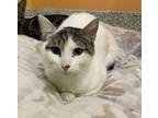 Adopt Boreas a Domestic Shorthair / Mixed cat in Fresno, CA (39070190)
