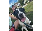 Adopt Baloo a Black Mixed Breed (Large) / Mixed dog in Cincinnati, OH (39055550)