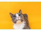 Adopt Yolando a Domestic Shorthair / Mixed cat in Fresno, CA (39070181)