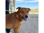 Adopt Wally a Brown/Chocolate Shepherd (Unknown Type) / Mixed dog in El Paso