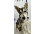 Adopt Kristof a Gray/Silver/Salt & Pepper - with White Husky / Mixed dog in Dana