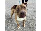 Adopt Slash a Brindle American Pit Bull Terrier / Mixed dog in El Paso