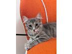 Adopt Pearl a Gray or Blue Domestic Mediumhair / Mixed (medium coat) cat in