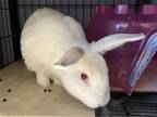 Adopt EVIE a Other/Unknown / Mixed (medium coat) rabbit in Tustin, CA (38972457)