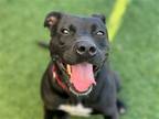 Adopt DORI a Black Pit Bull Terrier / Mixed dog in Tustin, CA (39055251)