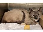 Adopt Bay a Domestic Shorthair / Mixed cat in Brooklyn, NY (39069931)