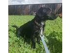 Adopt MAPS a Black Dachshund / Mixed dog in Chico, CA (39068902)