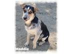 Adopt Maddie a Gray/Silver/Salt & Pepper - with White Cattle Dog / Australian