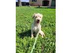 Adopt ARCHIE a Tan/Yellow/Fawn Terrier (Unknown Type, Medium) / Mixed dog in