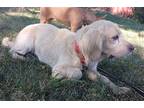 Adopt LEONARD a White Cocker Spaniel / Mixed dog in Chico, CA (39068892)