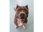 Adopt Web a Pit Bull Terrier / Mixed dog in Portsmouth, VA (39069805)