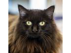 Adopt Lou 3 yrs a All Black Domestic Longhair / Mixed (long coat) cat in