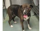 Adopt Brooklyn a American Staffordshire Terrier / Labrador Retriever / Mixed dog