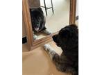 Adopt Libby a Mastiff / Shepherd (Unknown Type) / Mixed dog in Wyandotte