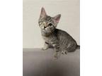 Adopt Mara a Domestic Shorthair / Mixed (short coat) cat in Morehead