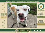 Adopt Chaz a Mixed Breed (Medium) / Mixed dog in Melbourne, FL (39069736)