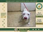 Adopt Hennie a Mixed Breed (Medium) / Mixed dog in Melbourne, FL (39069733)