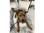 Adopt Pongo- In Foster a Brown/Chocolate Mixed Breed (Medium) / Mixed dog in