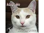 Adopt Buffy a Cream or Ivory (Mostly) Domestic Shorthair / Mixed (short coat)