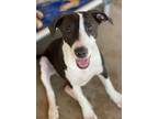 Adopt Indira a Brown/Chocolate Labrador Retriever / Mixed dog in Phoenix