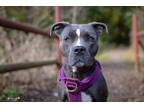 Adopt Bucca a Gray/Blue/Silver/Salt & Pepper American Pit Bull Terrier / Mixed