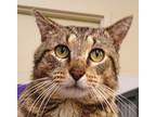 Adopt The Mayor a Domestic Shorthair / Mixed cat in Lexington, KY (39069675)