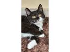 Adopt Veronica a Domestic Shorthair / Mixed cat in Lexington, KY (39069674)