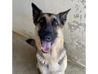 Adopt ZEUS a Black German Shepherd Dog / Mixed dog in Kyle, TX (39069636)