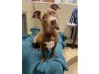 Adopt Bayla a Red/Golden/Orange/Chestnut American Pit Bull Terrier / Mixed dog