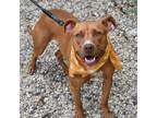 Adopt Scarlett a Pit Bull Terrier / Mixed dog in Riverwoods, IL (38980322)