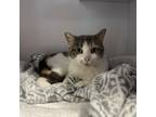 Adopt Carol a Calico or Dilute Calico Domestic Shorthair / Mixed cat in Salt