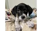 Adopt Bach a Black Beagle / Mixed Breed (Small) / Mixed dog in Blue Ridge