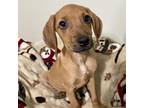Adopt Brahms a Beagle / Mixed Breed (Small) / Mixed dog in Blue Ridge