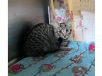 Adopt Homework - Working Cat a Domestic Shorthair / Mixed (short coat) cat in