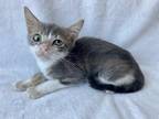 Adopt Blizzard a Gray or Blue Domestic Shorthair / Domestic Shorthair / Mixed