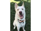 Adopt Macaroni a Siberian Husky / Mixed dog in Oakland, CA (39019341)