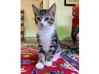 Adopt Ziti a Brown Tabby Domestic Shorthair / Mixed (short coat) cat in