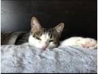 Adopt Shiro a Brown Tabby Domestic Shorthair / Mixed (short coat) cat in Warren