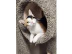 Adopt Loretta a Calico or Dilute Calico Domestic Shorthair / Mixed (short coat)